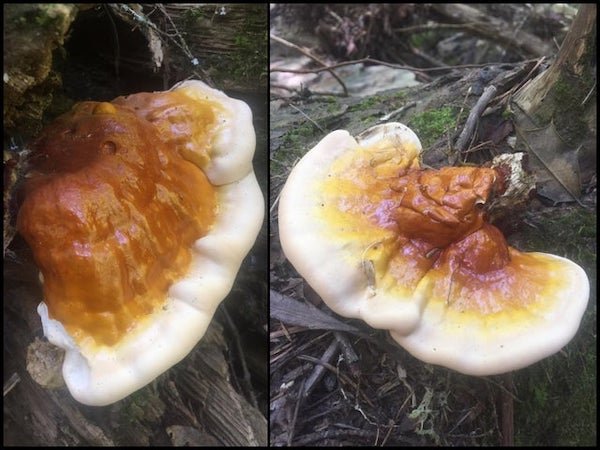 lingzhi mushroom