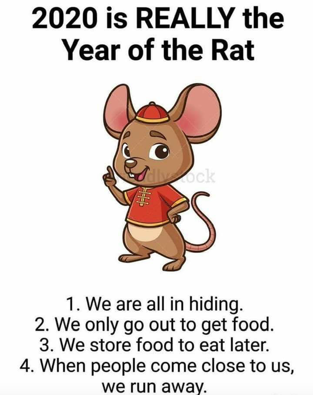 rat chinese new year - 2020 is Really the Year of the Rat ak 1. We are all in hiding. 2. We only go out to get food. 3. We store food to eat later. 4. When people come close to us, we run away.