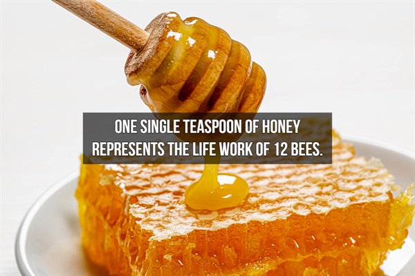 honeycomb with honey dripping - One Single Teaspoon Of Honey Represents The Life Work Of 12 Bees.