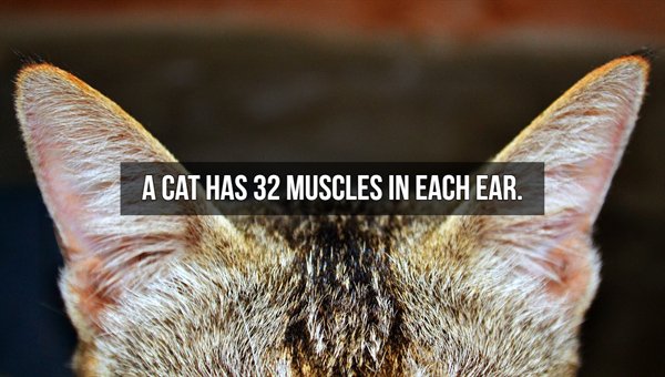 cat ears zoom - A Cat Has 32 Muscles In Each Ear.