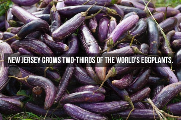 bad eggplant - New Jersey Grows TwoThirds Of The World'S Eggplants.