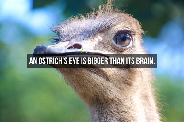 ostrich - An Ostrich'S Eye Is Bigger Than Its Brain.