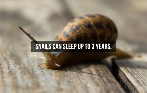 close up snail - Snails Can Sleep Up To 3 Years.