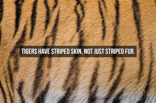 Tiger - Tigers Have Striped Skin, Not Just Striped Fur.