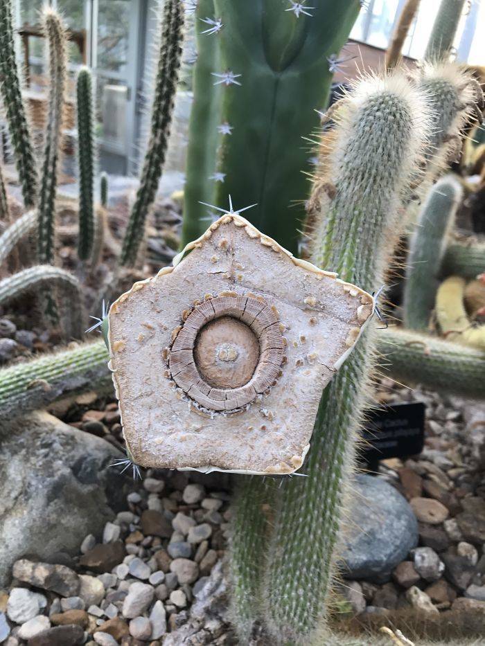 The inside of a cactus.
