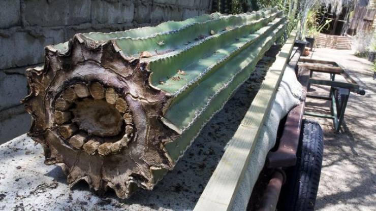 inside of a saguaro cactus cut in half