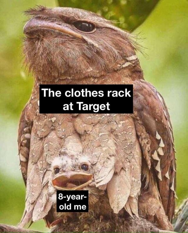 malaysian frogmouth bird - The clothes rack at Target 8year old me