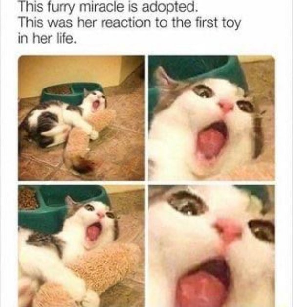 cat first toy - This furry miracle is adopted. This was her reaction to the first toy in her life.