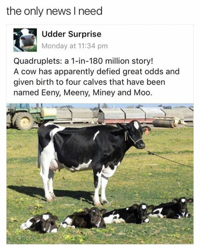 eeny meeny miney and moo - the only news I need Udder Surprise Monday at Quadruplets a 1in180 million story! A cow has apparently defied great odds and given birth to four calves that have been named Eeny, Meeny, Miney and Moo.