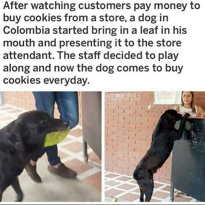 dog pays with leaf - After watching customers pay money to buy cookies from a store, a dog in Colombia started bring in a leaf in his mouth and presenting it to the store attendant. The staff decided to play along and now the dog comes to buy cookies ever