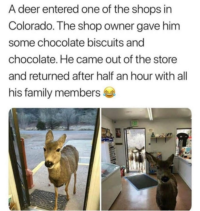 deer wholesome - A deer entered one of the shops in Colorado. The shop owner gave him some chocolate biscuits and chocolate. He came out of the store and returned after half an hour with all his family members El Do