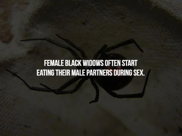 graphics - Female Black Widows Often Start Eating Their Male Partners During Sex.