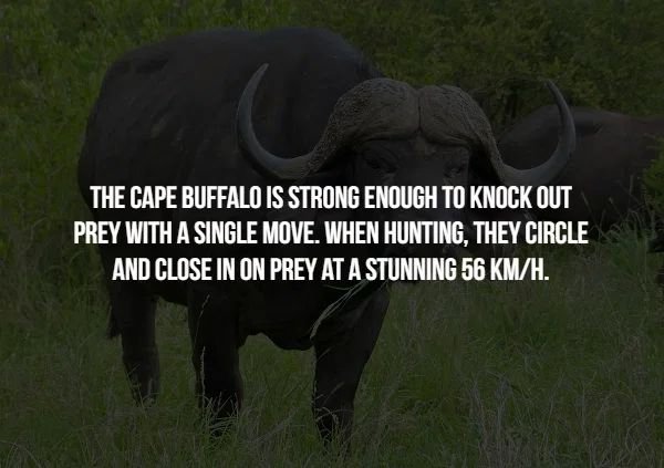 horn - The Cape Buffalo Is Strong Enough To Knock Out Prey With A Single Move. When Hunting, They Circle And Close In On Prey At A Stunning 56 KmH.