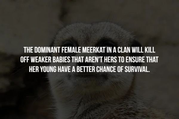 photo caption - The Dominant Female Meerkat In A Clan Will Kill Off Weaker Babies That Aren'T Hers To Ensure That Her Young Have A Better Chance Of Survival.