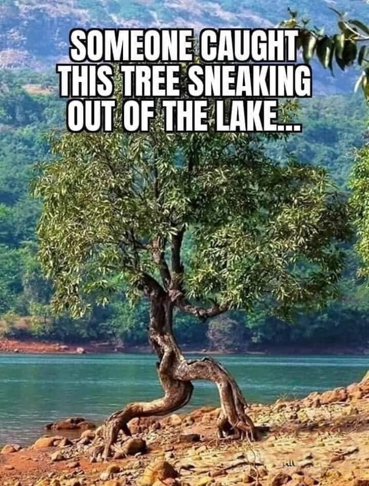 running tree - Someone Caught This Tree Sneaking Out Of The Lake. Lala
