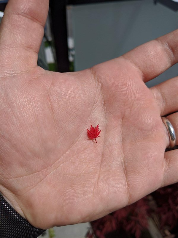 small red maple leaf in the palm of a hand