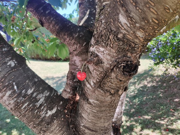 a single cherry growing from the middle of a tree