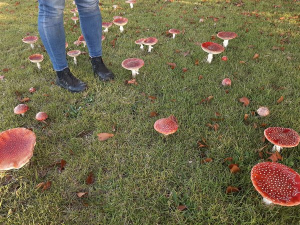 huge red and brown mushrooms growing in a yard