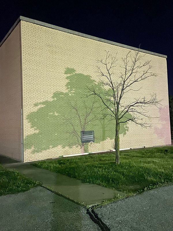 tree with painted leaves as shadow on building