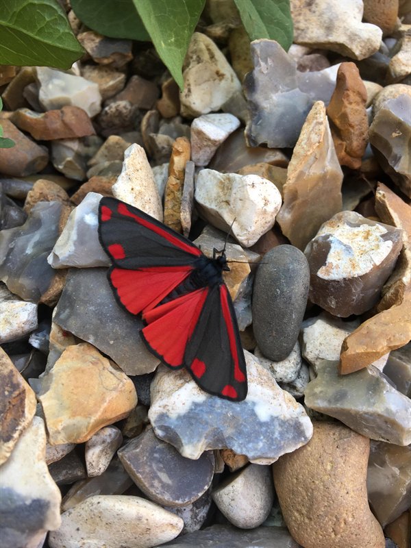red and black colored moth