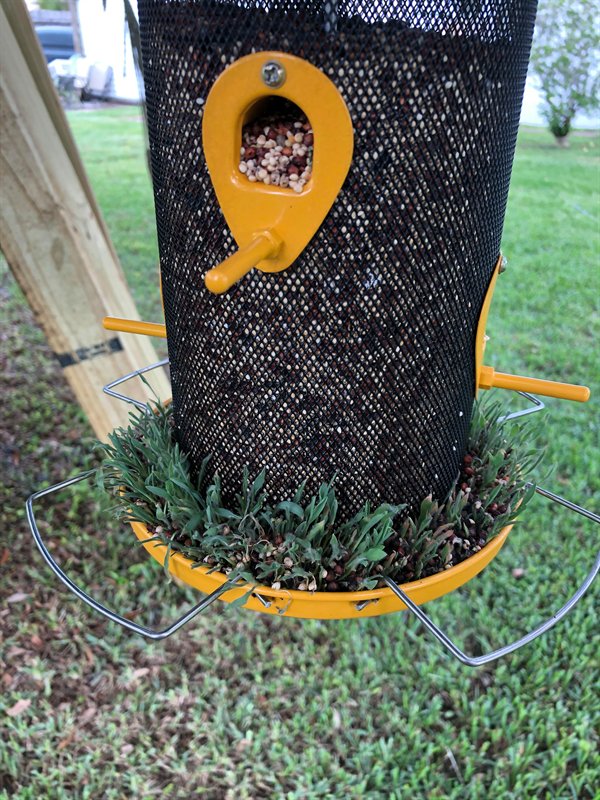seeds in a bird feeder that sprouted green