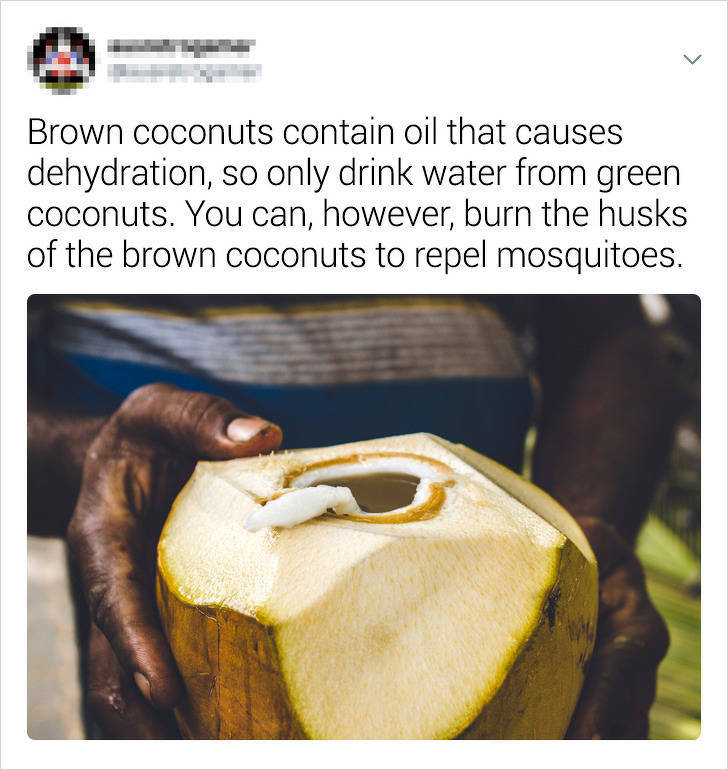 banana - Brown coconuts contain oil that causes dehydration, so only drink water from green coconuts. You can, however, burn the husks of the brown coconuts to repel mosquitoes.