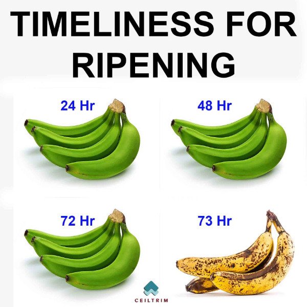 banana - Timeliness For Ripening 24 Hr 48 Hr 72 Hr 73 Hr Ceiltrim
