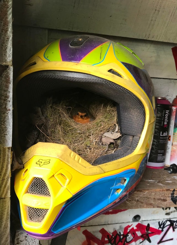robin nest in helmet - Ironla