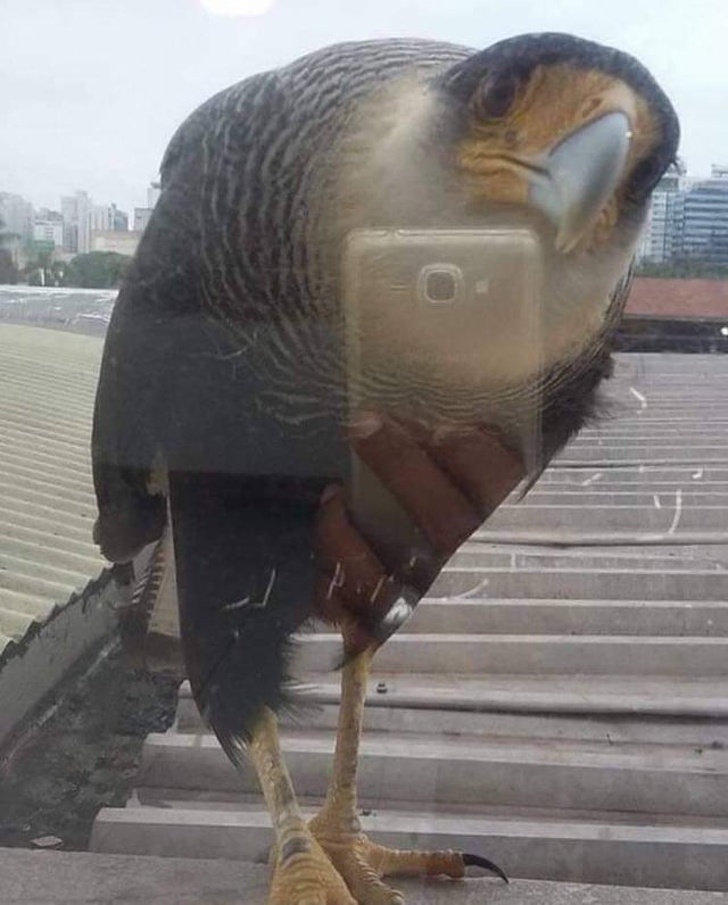 angrybird selfie