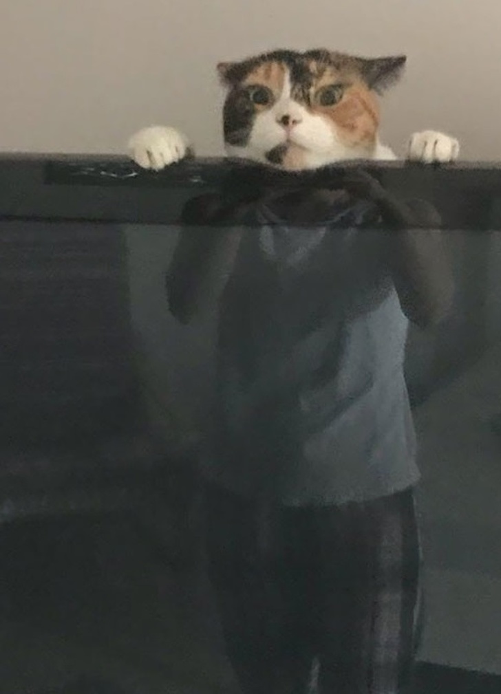 cat behind the tv