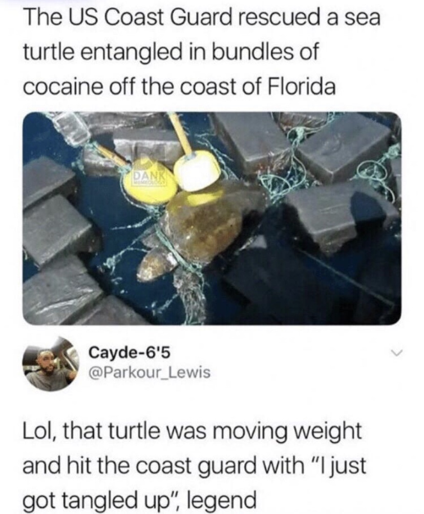 turtle cocaine - The Us Coast Guard rescued a sea turtle entangled in bundles of cocaine off the coast of Florida Dank Cayde6'5 Lol, that turtle was moving weight and hit the coast guard with "I just got tangled up", legend