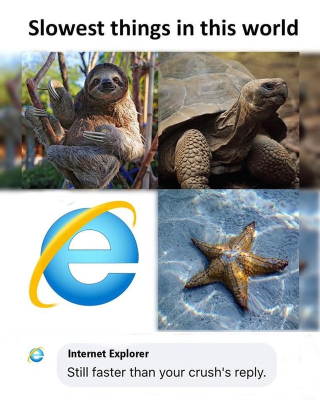 tortoise - Slowest things in this world e Internet Explorer Still faster than your crush's .