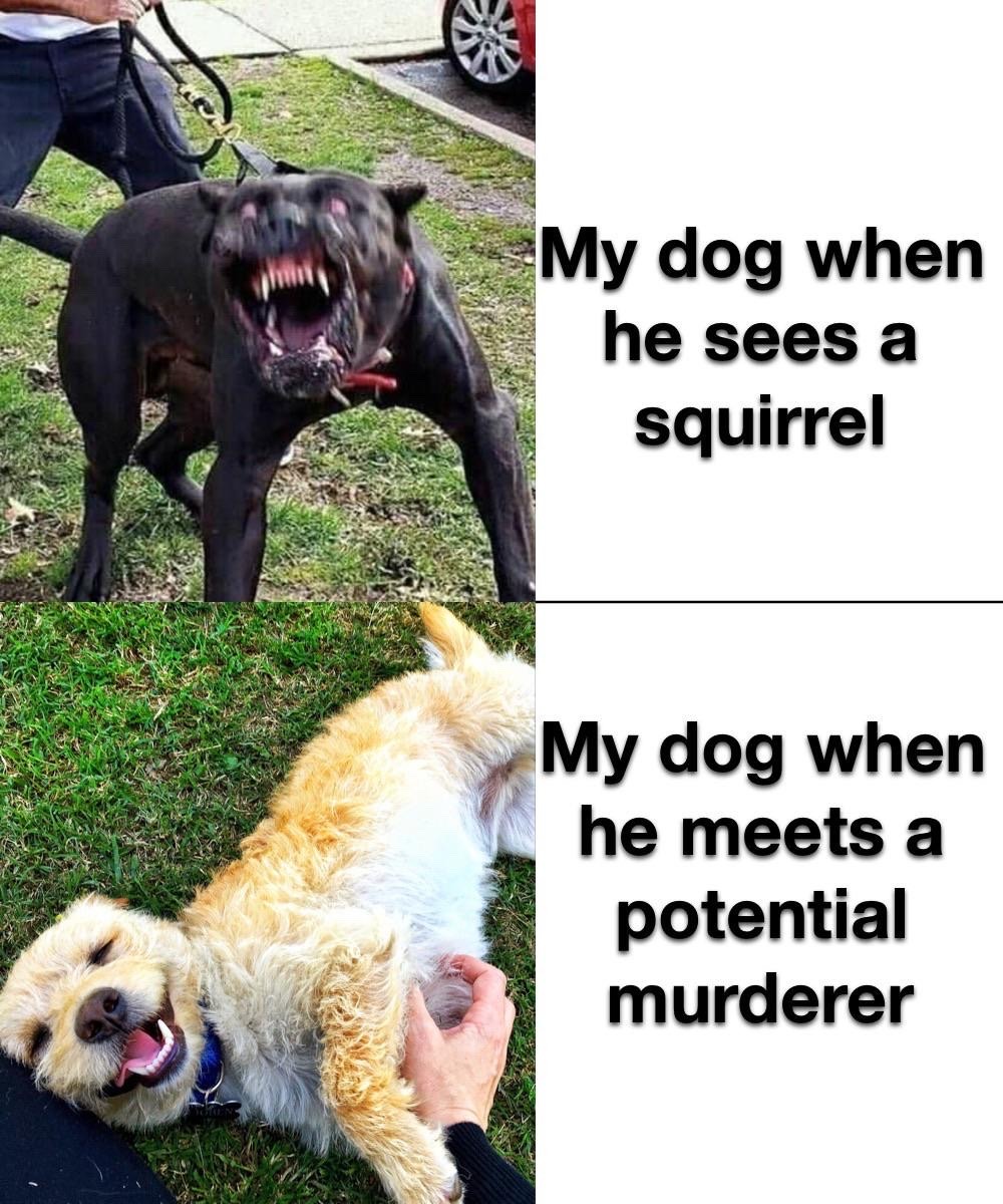 he won t hurt you dog meme - My dog when he sees a squirrel My dog when he meets a potential murderer