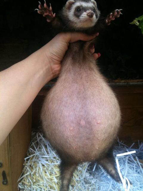 fat pregnant ferret