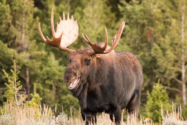 moose with tongue out