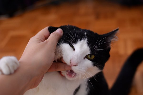 my cat bites me
