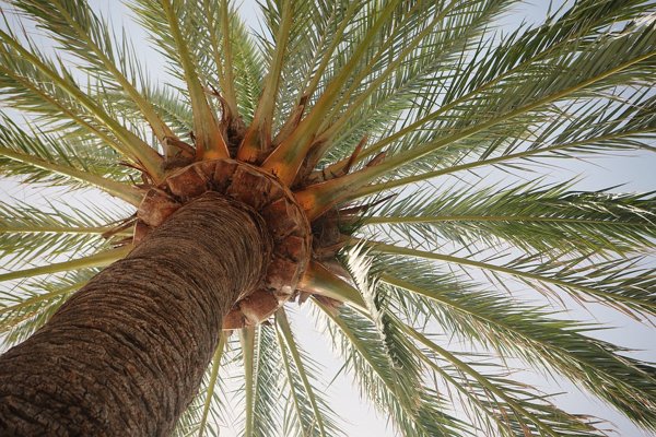 palm tree free - w
