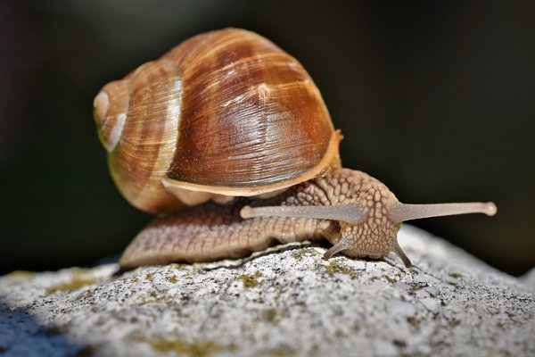 greta thunberg snail
