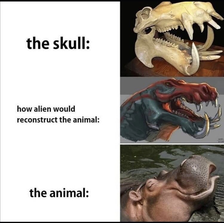 the skull how alien would reconstruct the animal the animal
