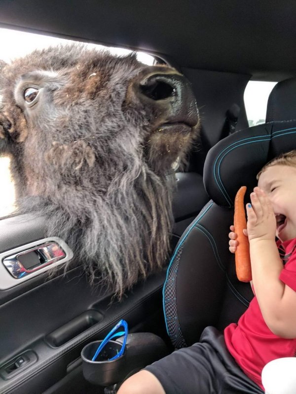 funny bison