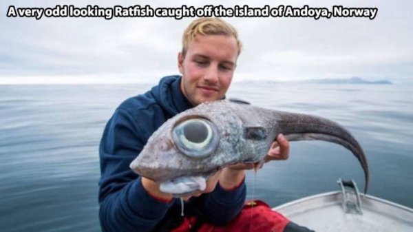 Averyodd looking Ratfish caught off the island of Andoya, Norway