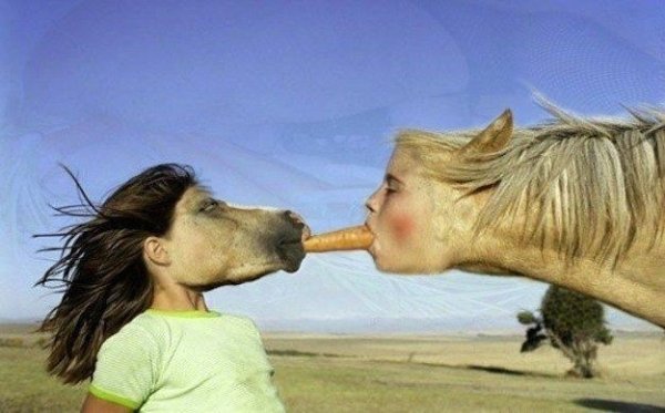 horse face swap