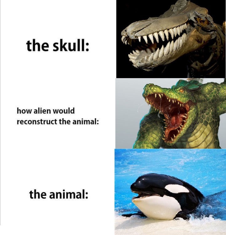 fauna - the skull how alien would reconstruct the animal the animal