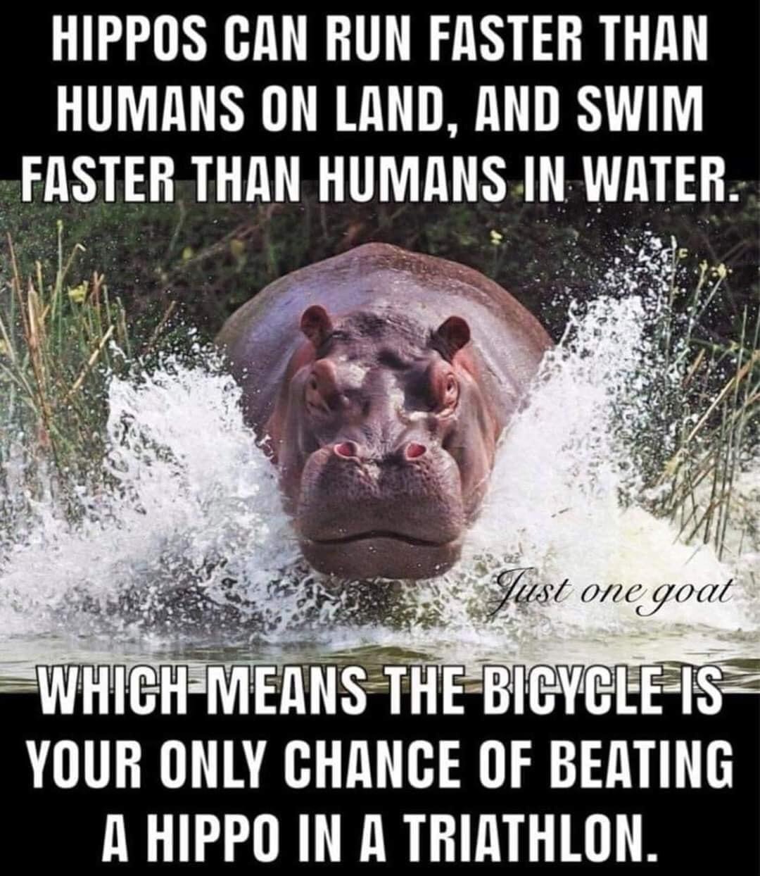 hippo triathlon - Hippos Can Run Faster Than Humans On Land, And Swim Faster Than Humans In Water. Just one goat Which Means The Bicycle Is Your Only Chance Of Beating A Hippo In A Triathlon.
