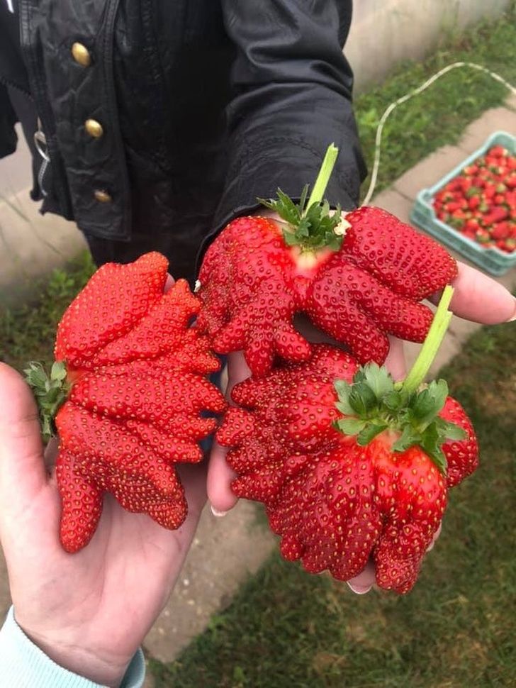 mutant strawberries