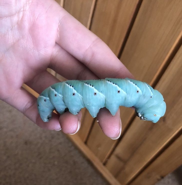 chonky caterpillar