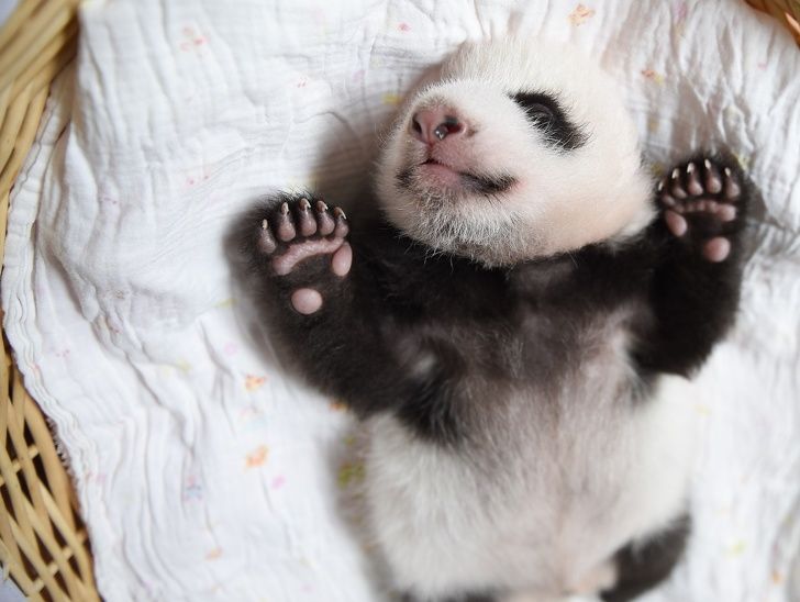 new born baby pandas - ,