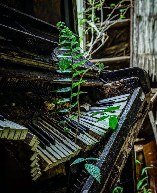 leaves growing through the keys of an old piano