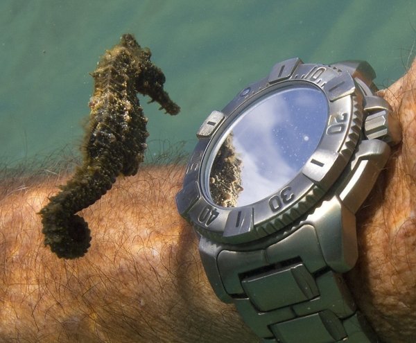 seahorse watch - Det