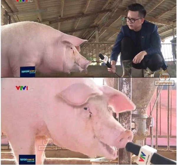 blursed pig - Taro Cara Viva Na Archite